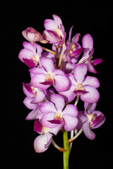 Violet orchid flowers branch