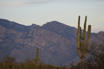 cactus in the desert