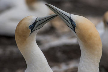 two gannets close up