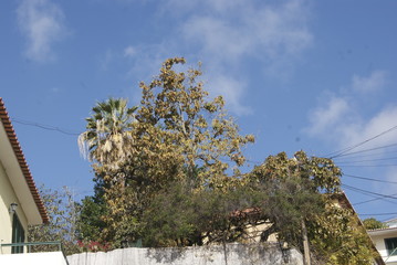 PLANTES.MADERE