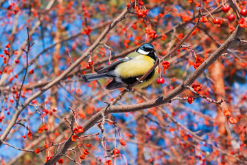Bird tit sitting on a branch of red berries on a background of blue sky, life in spring nature, close-up