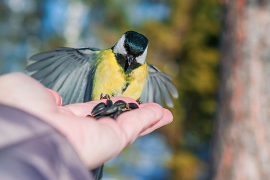 Bird tit sits on the palm of a man with seeds, the concept of caring for animals in nature in winter, close-up