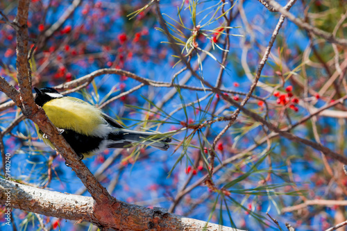 Bird Tit Sitting On A Branch Of Red Berries On A Background