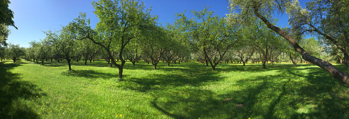 apple orchard in the spring season. panoramic landscape