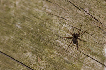 Spider on the table.Spider on wood.Spider on the leaves
