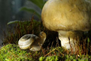 mushrooms in forest