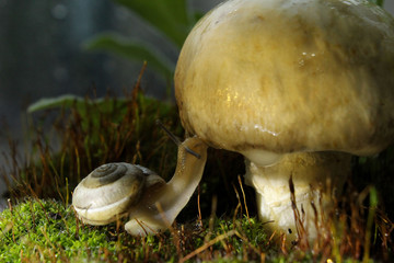 mushrooms in forest