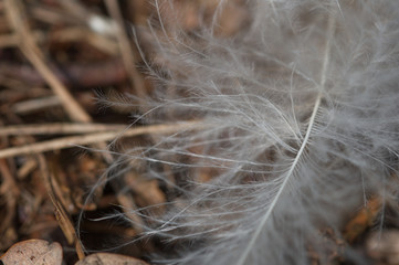 White featers.Big white feather