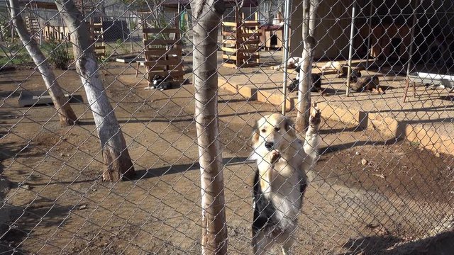4K Cute shelter dog looking for love, the rest are sleeping in the background, audio