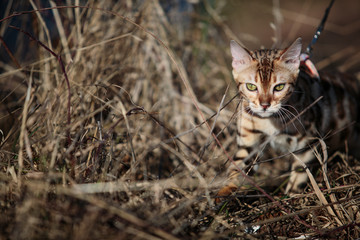 Excursion with Kids and Cat