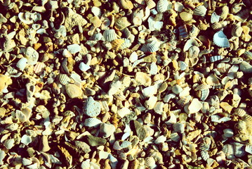 background marine sand with stones and shells