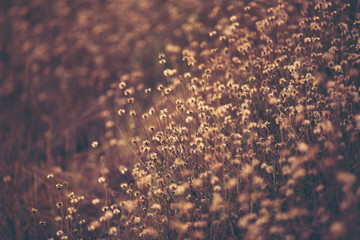 wild flower sunset, nature sunset with the flower grass