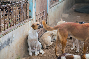 wet dog in the shelter