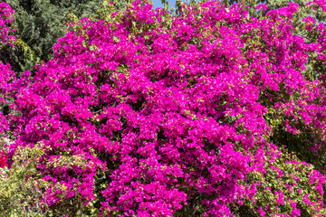 Fototapeta premium Blooming purple bougainvillea Bush