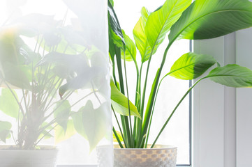 houseplant on the background of the window