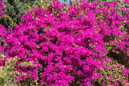 Blooming purple bougainvillea Bush