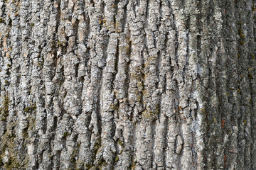 The bark of an old tree covered with a moss close up as texture and background