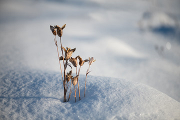 Beautiful winter view of dried flowers of iris at sunset time. Snow texture with perspective or winter background