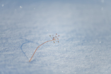 snow texture with perspective or winter white background in light blue tone..beautiful view of a dry blade of grass at sunset surrounded by bokeh