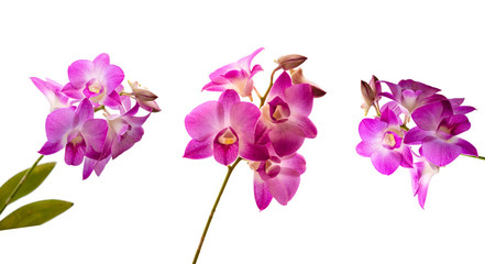 Collection of  pink orchid fresh flowers on white background