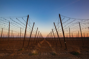The hops plantation in the spring at sunset.