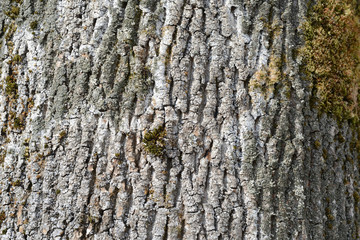The bark of an old tree covered with a moss close up as texture and background