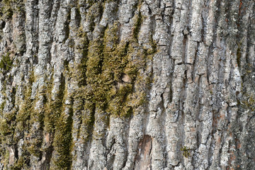 The bark of an old tree covered with a moss close up as texture and background