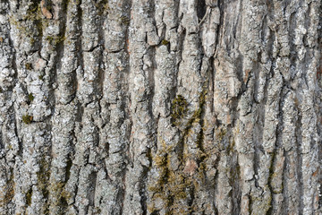 The bark of an old tree covered with a moss close up as texture and background