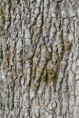 Fototapeta premium The bark of an old tree covered with a moss close up as texture and background