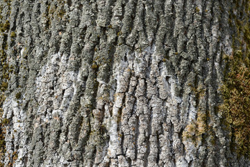 The bark of an old tree covered with a moss close up as texture and background