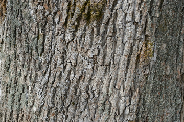 The bark of an old tree covered with a moss close up as texture and background