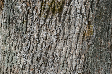 Fototapeta premium The bark of an old tree covered with a moss close up as texture and background