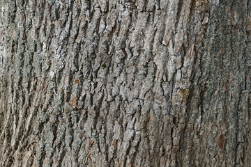 The bark of an old tree covered with a moss close up as texture and background
