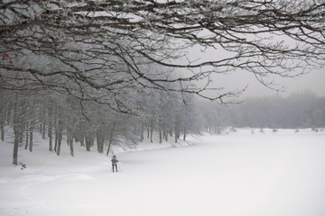 Cross-country Skier in Winter Landscape