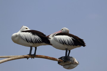 australian pelican