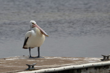 australian pelican