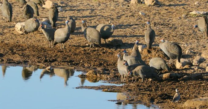 Helmeted guineafowls (Numida meleagris) drinking water, Etosha National Park, Namibia