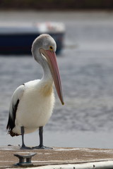 australian pelican