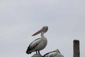 australian pelican