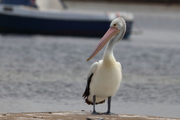 australian pelican