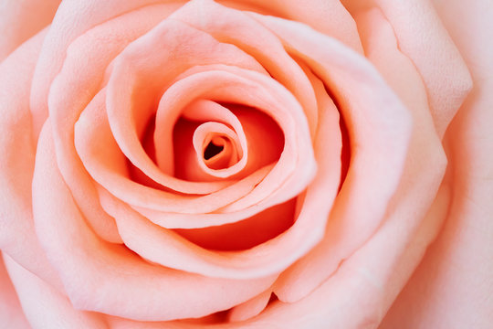 close up pink rose flower soft focus.