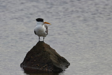 greater crested tern
