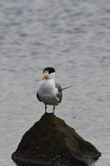 greater crested tern