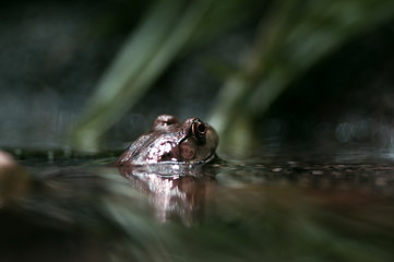 カエル
