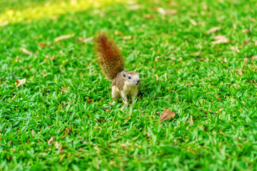 The little squirrel on the grass in the park.