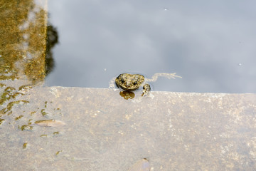 The toad in the cement pond.