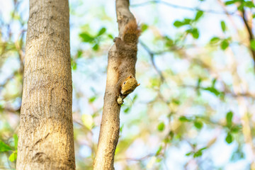 The squirrel eat nut on the tree in the park.