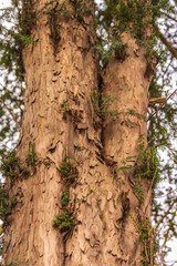 Aged bark of a tree getting loose of it.