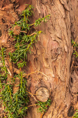 Aged bark of a tree getting loose of it.