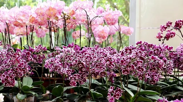 A series of exotic tropical flowers in front of a window, Thailand